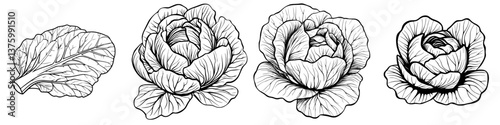 Detailed line art illustrations of lettuce varieties showcasing leaves and different head shapes