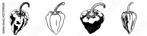 Illustration of various types of peppers, showcasing unique shapes and details in a minimalist black and white style