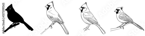 Different stages of a cardinal in black silhouette and detailed sketches showing its vibrant colors and characteristics