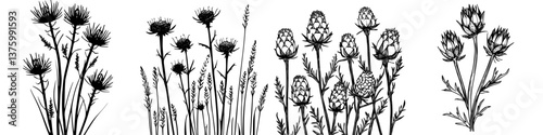 Black and white floral illustration showcasing various plant species in a detailed and artistic style