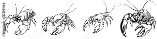 Different species of lobsters illustrated with intricate details in black and white on a clean background