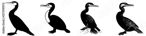 Various species of cormorant silhouetted against a white background showcasing distinctive features for study and identification