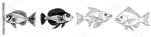 Various species of fish illustrated in a detailed and creative style showcasing their unique features