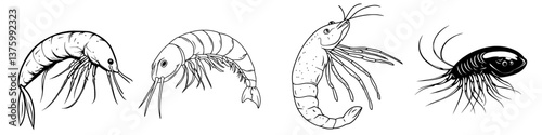 Different species of shrimp illustrated in black and white on a clean background showcasing their distinct features and forms
