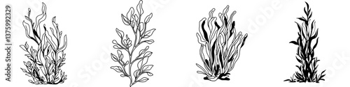 Elegant seaweed illustrations showcasing diverse shapes and textures in black and white, highlighting underwater life