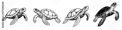 Illustration of various turtle species swimming gracefully in water, showcasing their unique shells and movements