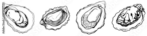 Detailed illustration of freshly opened oysters showcasing various textures and details on their shells and meat