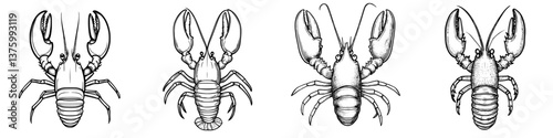 Various detailed illustrations of lobsters showcasing different angles and features in a monochrome style