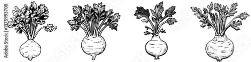 Different varieties of turnips displayed with green leafy tops in a detailed illustration suitable for educational purposes