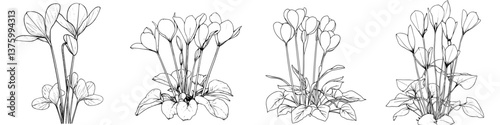 Detailed sketches illustrating the various stages of cyclamen plant growth against a plain background