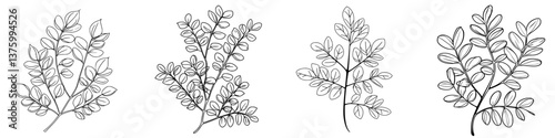 Detailed black and white sketches of various leaf shapes showcasing botanical diversity and design techniques