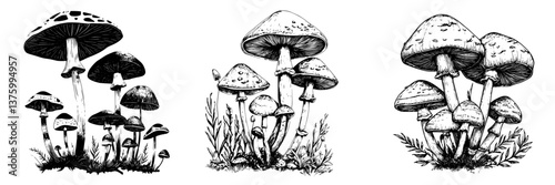 Detailed illustrations of various mushrooms showcasing their distinct forms, textures, and growth patterns found in nature