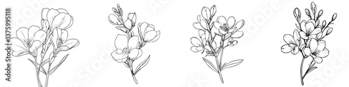 Different stages of freesia flower blooms illustrated with delicate line art
