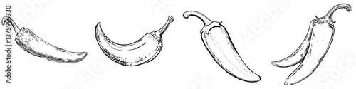 Detailed sketches of various chili peppers showcasing different shapes and sizes in a black and white illustration