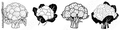 Various illustrations of cauliflower showcasing different views and details in a simple black and white style for illustration purposes