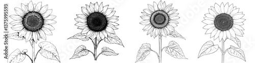 Sunflowers in various stages of bloom captured in a detailed illustration showcasing nature&#39;s beauty and diversity