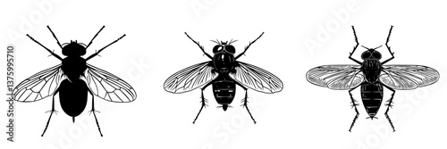 Detailed illustrations of various fly species showcasing unique characteristics and structures