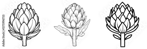 Artichoke illustrations showing different perspectives and details of the vegetable&#39;s structure in simple line art style