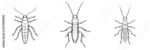 Cockroaches illustrated in detailed line art showcasing distinct features and anatomy in a minimalistic style