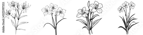 Sketches of various flower species showcasing detailed botanical illustrations and natural beauty