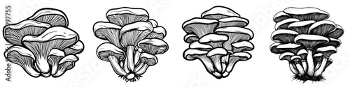 Various species of mushrooms displayed in intricate black and white line art representation on a clean background