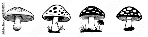 Various types of mushrooms illustrated with distinct shapes and patterns showcasing the diversity of fungi found in nature
