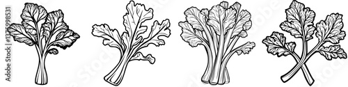 Detailed sketch of various celery types displayed side by side, showcasing distinct leaf shapes and stalk arrangements