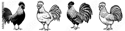 Different breeds of roosters showcasing unique plumage and characteristics in a simple artistic representation