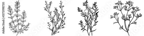 Decorative botanical illustrations showcasing various plant species in detailed line art style