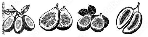 Illustrations of tropical fruit showing different stages of a rare fruit with seeds and leaves