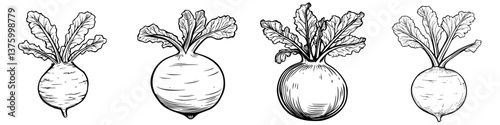 Different varieties of radishes displayed side by side, showcasing their unique shapes and leaf structures