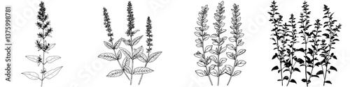 Illustrations of various basil plant species showing distinct characteristics and growth patterns in a botanical study setting