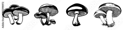 Detailed black and white illustrations of various mushroom types showcasing unique shapes and textures