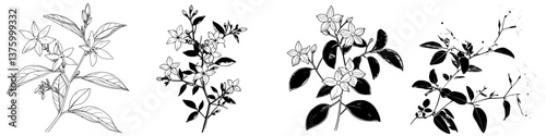 Botanical drawings of various flowering plants showcasing intricate details and unique characteristics