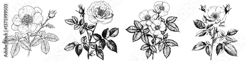 Botanical illustration showcasing various types of roses with detailed petals and leaves in black and white