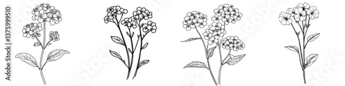 Botanical illustrations of forget-me-not flowers with detailed line art on a white background