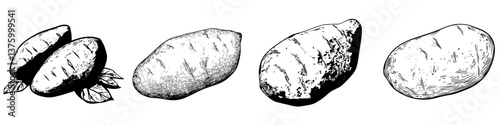 Various types of tubers displayed with detailed illustrations showcasing their shapes and textures