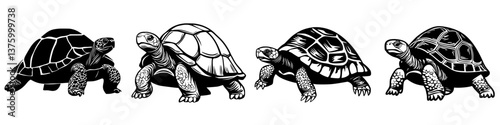 Turtles of various species walking on a white background showcasing unique patterns and textures