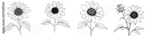 Sunflower growth stages illustrated in detailed black and white line art depicting the journey from bud to full bloom