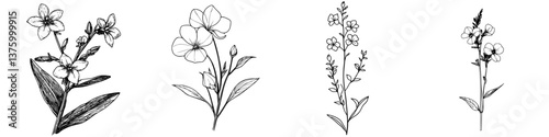 Collection of detailed botanical illustrations depicting various flowers and plants arranged in a creative layout