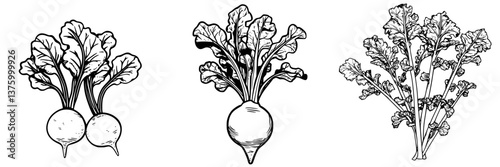 Fresh radishes with green leaves displayed in botanical illustration showcasing various types of radish