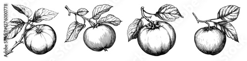Illustration of apples on branches with leaves, showcasing various stages of ripeness and growth