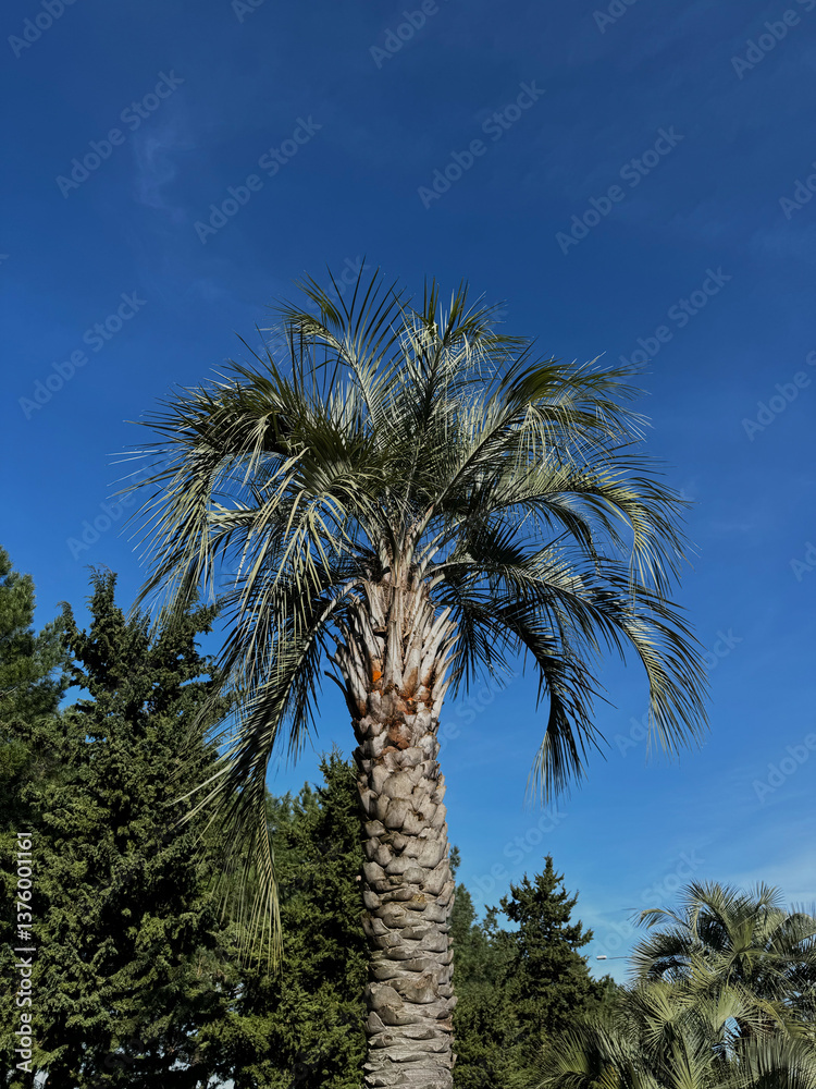 Tall palm tree with lush green fronds under a deep blue sky