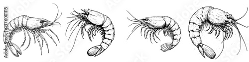 Detailed line drawings of various shrimp species showcasing their unique features and anatomy in a scientific illustration style