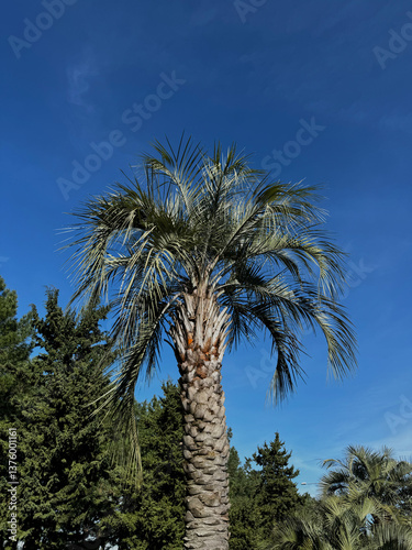 Obraz na płótnie Tall palm tree with lush green fronds under a deep blue sky w salonie
