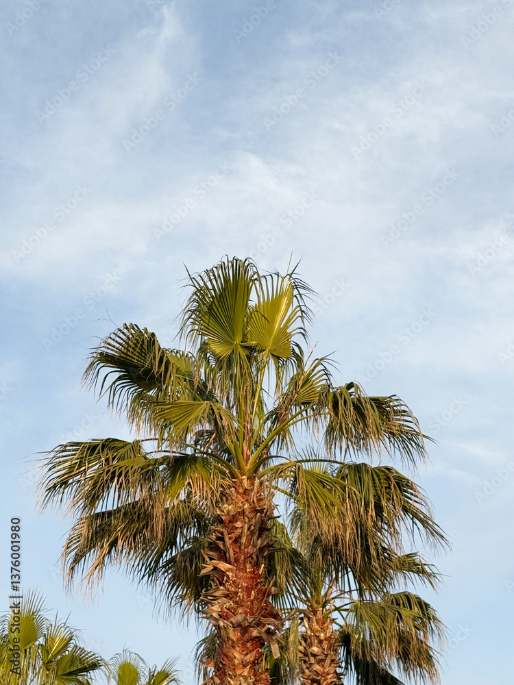 Tall palm tree against a blue sky in a tropical setting