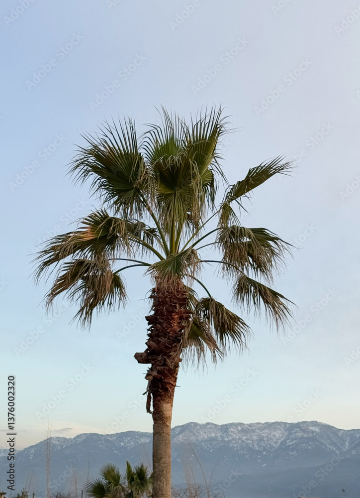 Single palm tree with a mountain backdrop at dusk