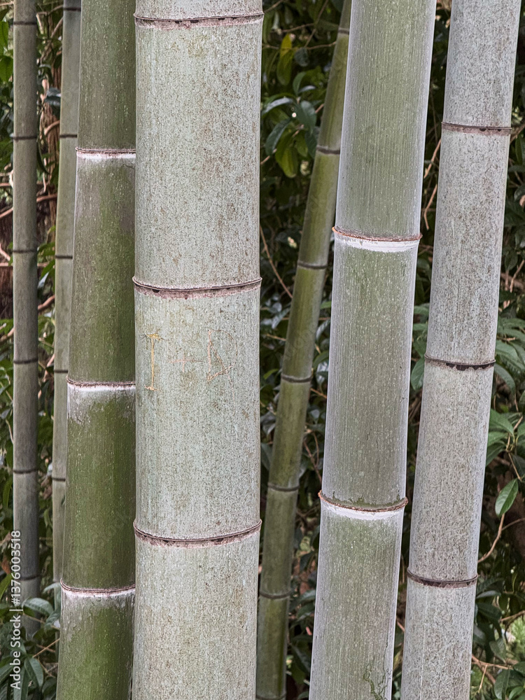 Close-Up of Tall Bamboo Stalks in a Green Forest