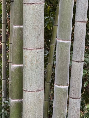 Obraz na płótnie Close-Up of Tall Bamboo Stalks in a Green Forest w salonie