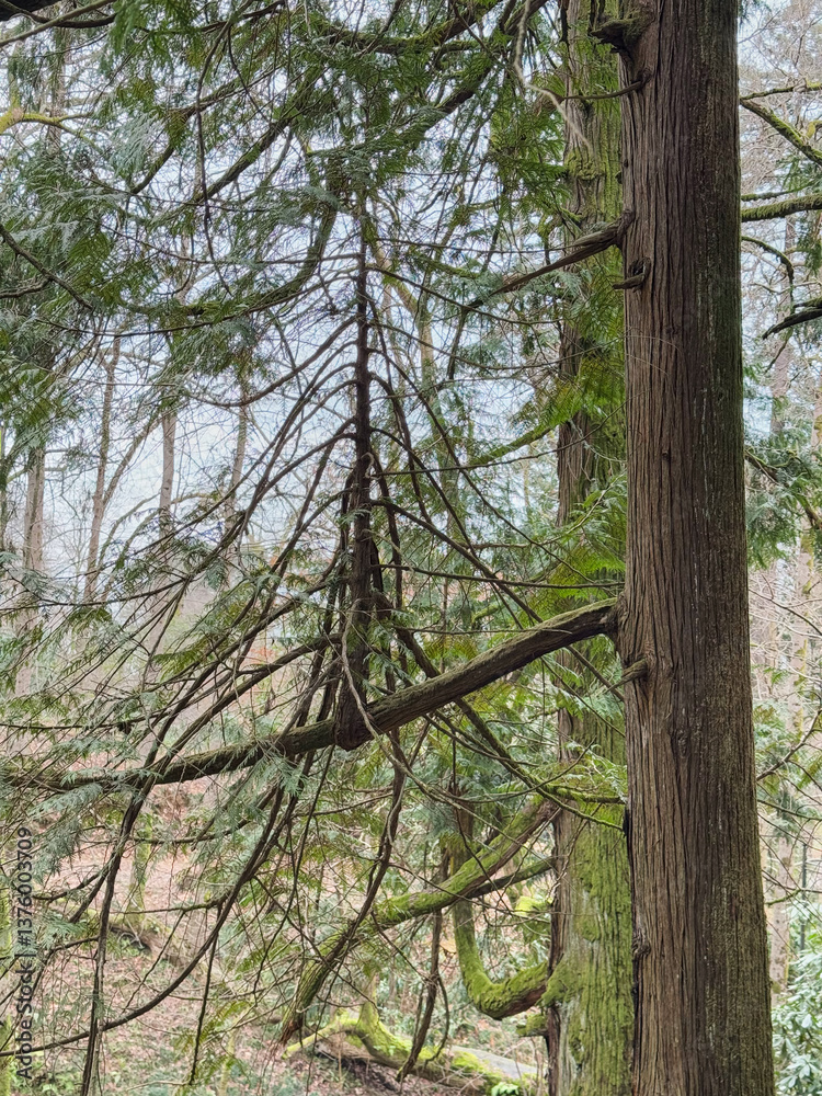 Forest Scene with Moss-Covered Evergreen Trees